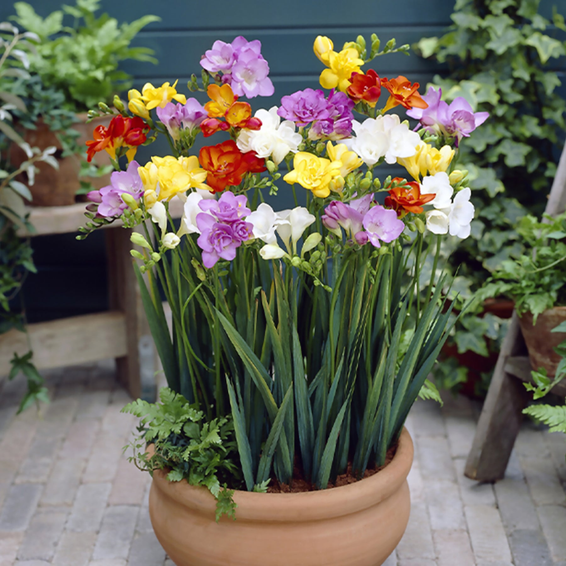 Freesia - 25 Freesias à fleurs doubles en mélange - Freesia