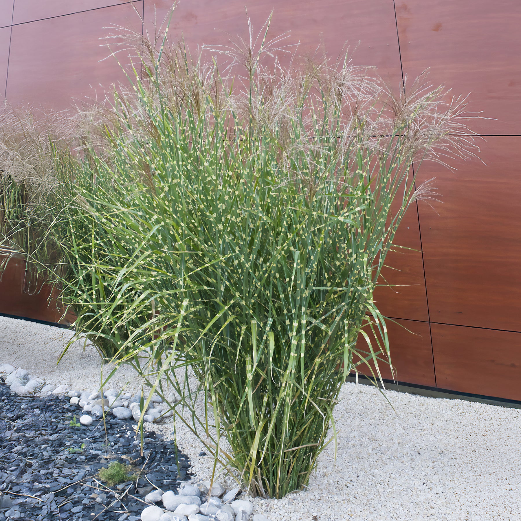 Miscanthus sinensis Zebrinus - Eulalie Zebrinus - Eulalie - Roseau de Chine