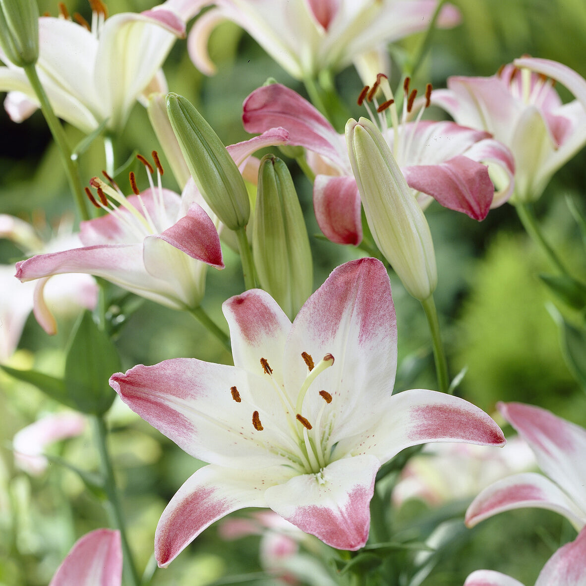 Lilium lollypop - 3 Lis asiatiques Lollypop - Lis - Lys