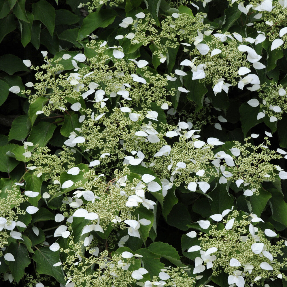 Hortensia grimpant du Japon - Schizophragma hydrangeoïdes - Willemse