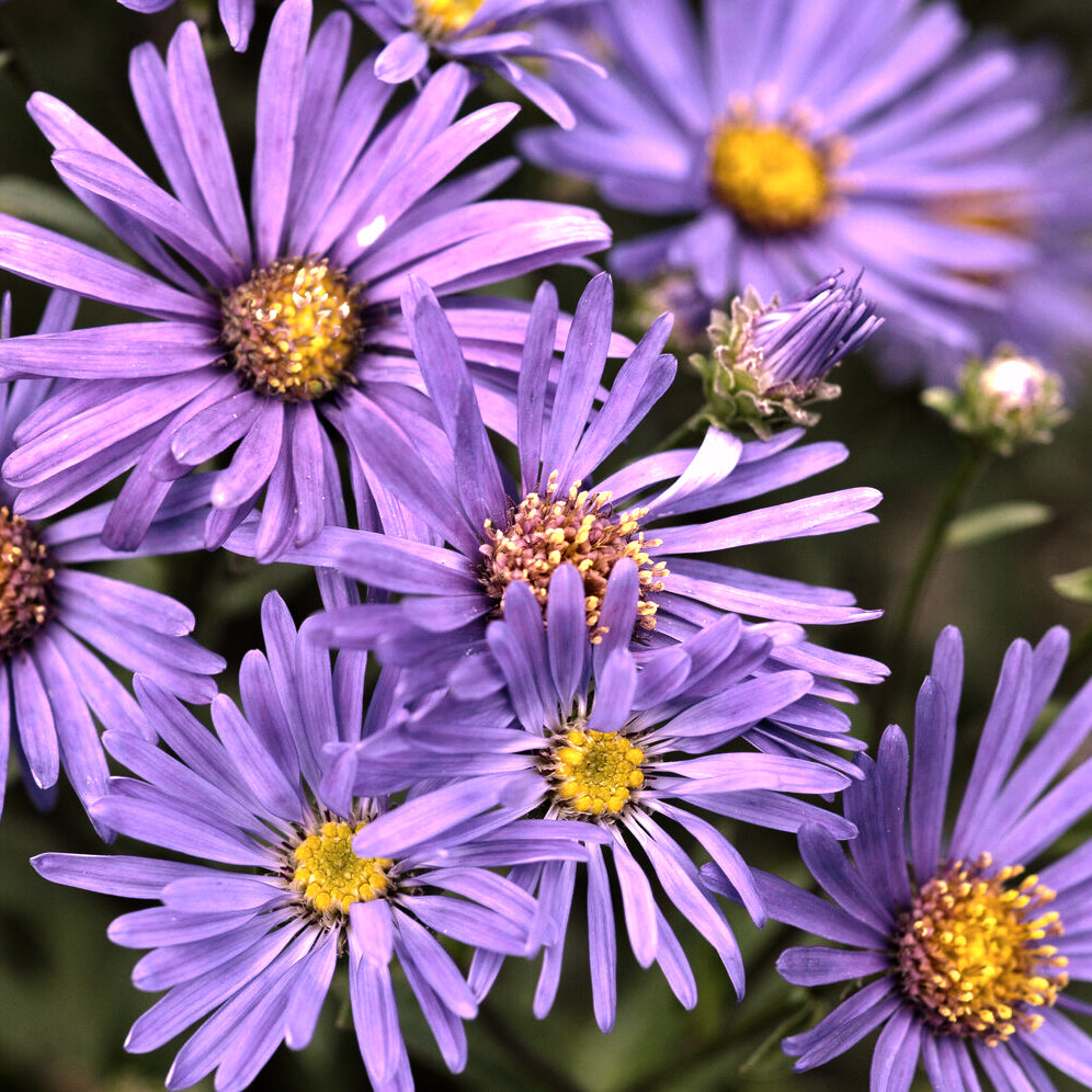 Œil de Christ Violet Queen - Aster Veilchenkönigin - Aster amellus veilchenkönigin - Willemse