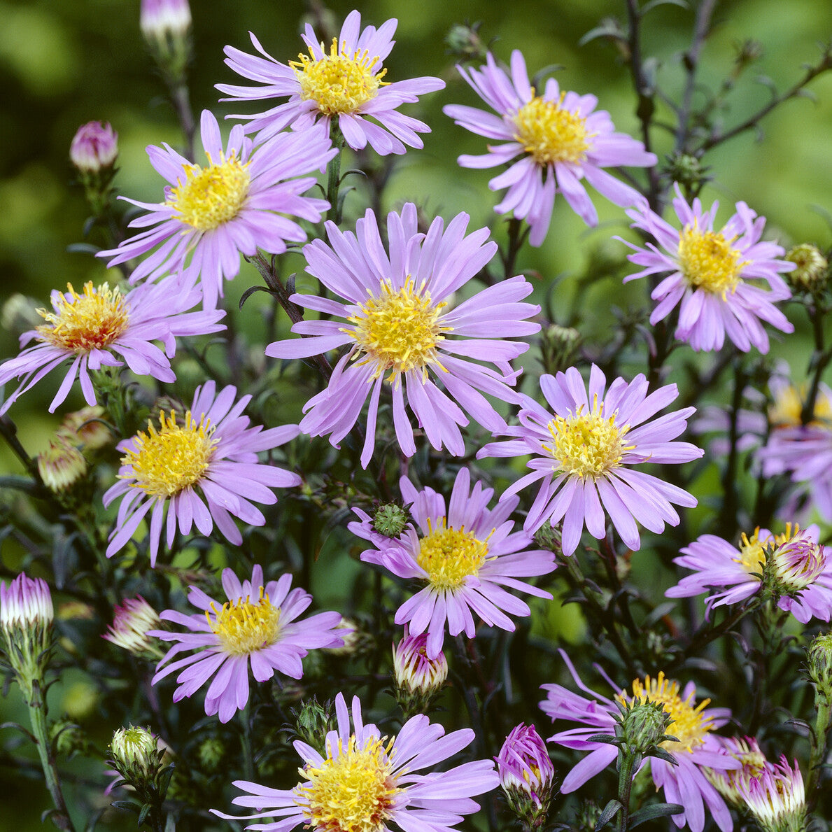 Aster géant d'automne Calliope - Willemse