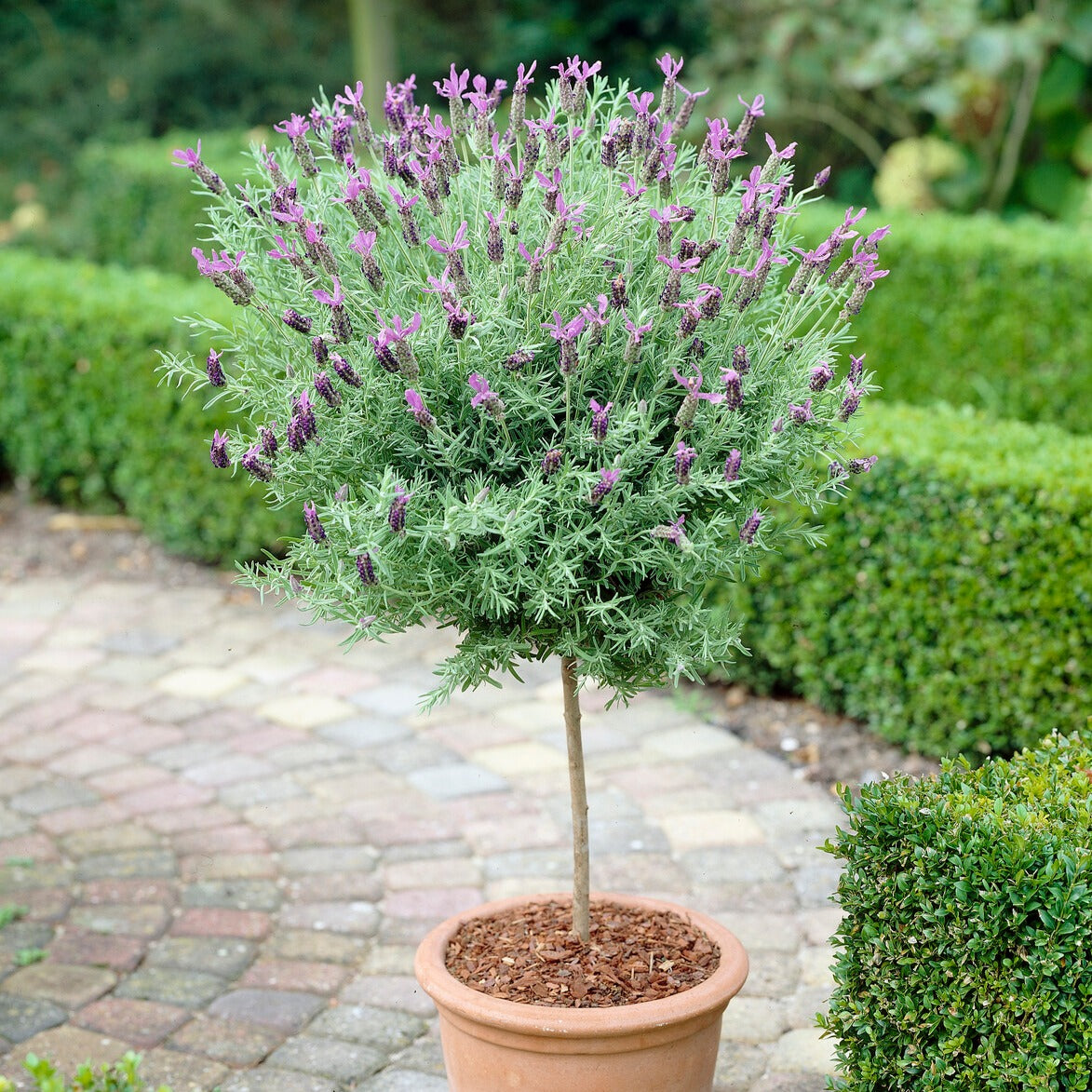 Lavande papillon sur tige - Willemse