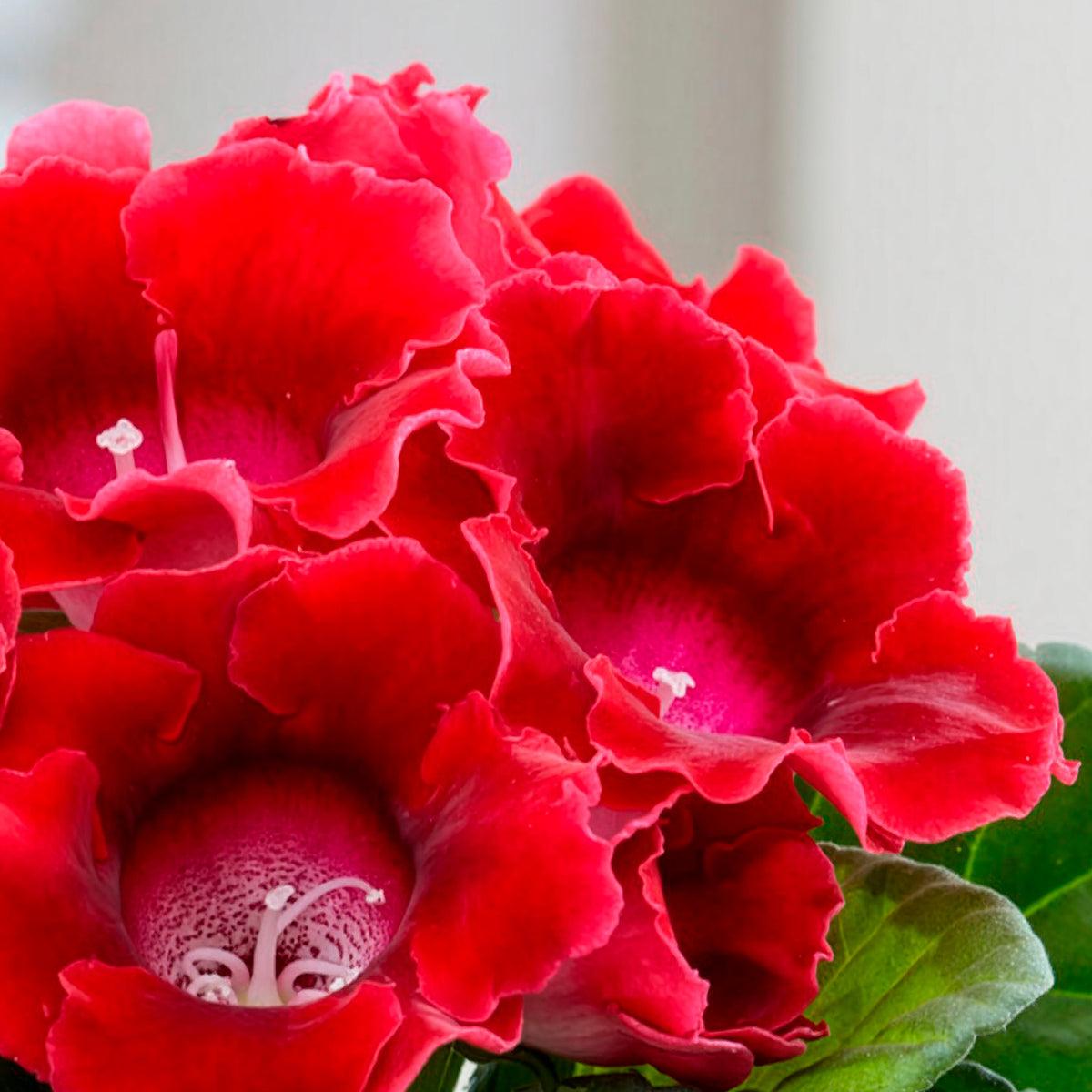 Gloxinia des fleuristes rouge