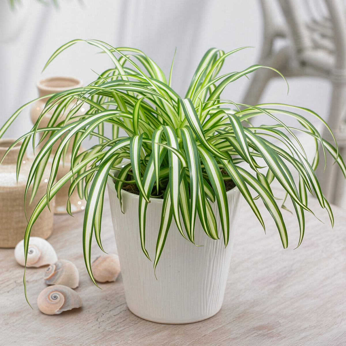 Chlorophytum Atlantic