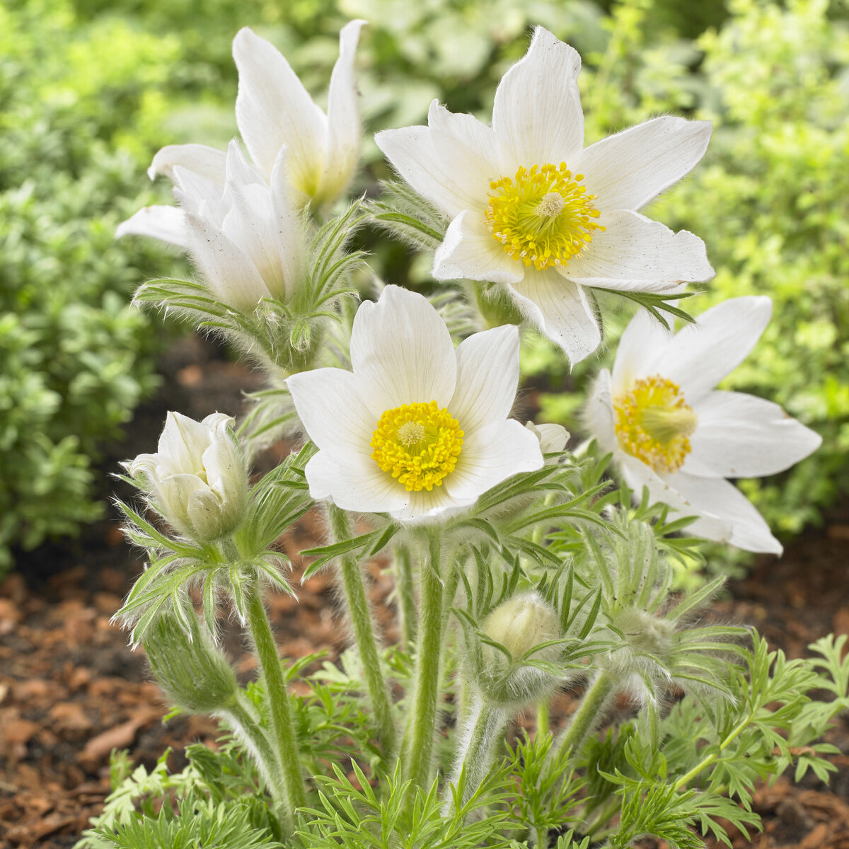 Anémone pulsatilles blanche - Pulsatilla vulgaris alba - Willemse
