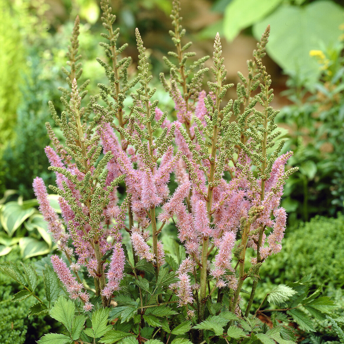 Astilbe de Chine Pumila - Astilbe chinensis Pumila - Willemse