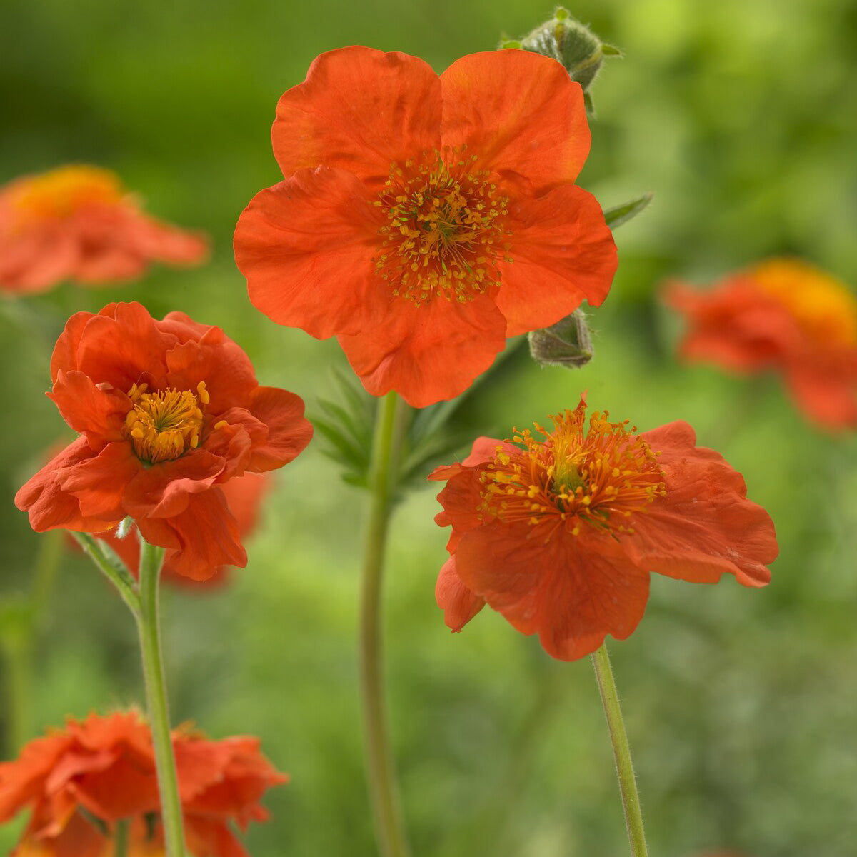 Benoîte orange Borisii - Geum coccineum Borisii - Willemse