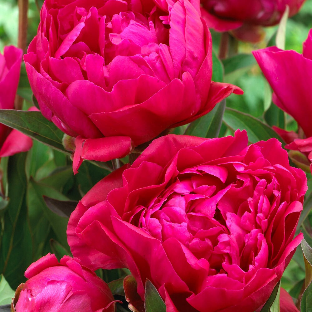 Pivoine rouge