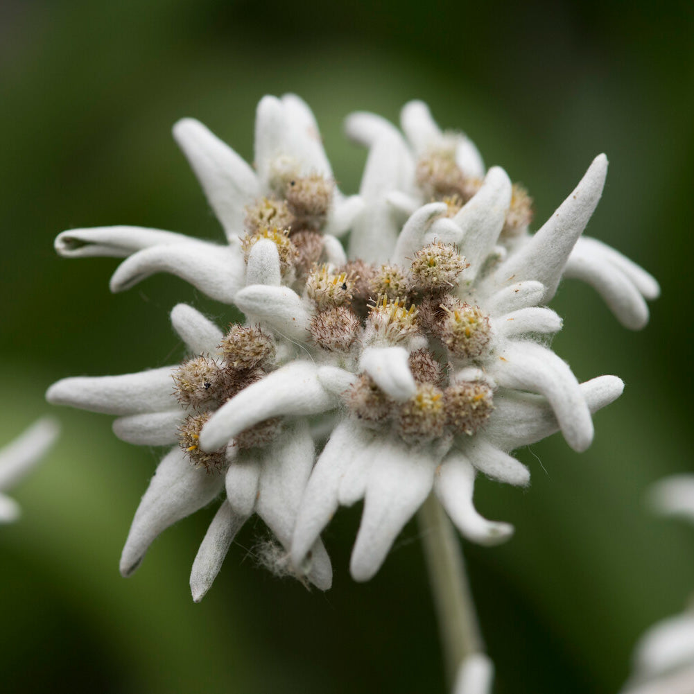 Edelweiss des Alpes - Leontopodium alpinum - Willemse