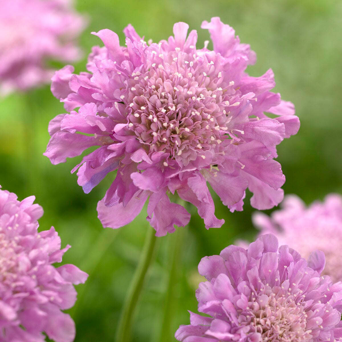 Scabieuse colombaire Pink Mist - Scabiosa columbaria Pink Mist - Willemse