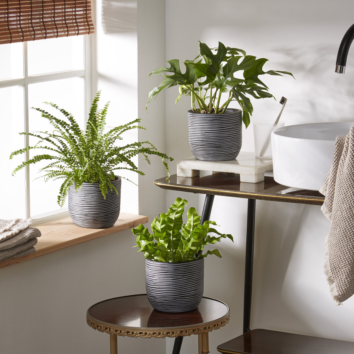 Collection de 3 plantes d'intérieur pour la salle de bain - Willemse