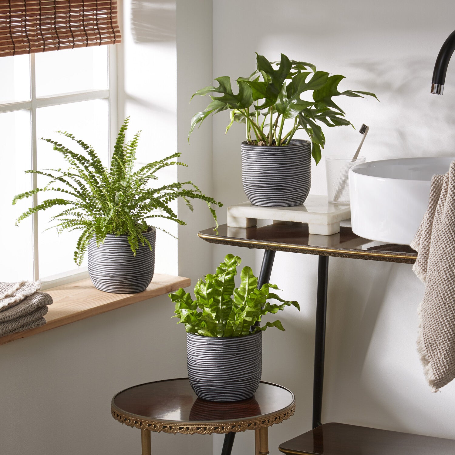 Collection de 3 plantes d'intérieur pour la salle de bain - Willemse
