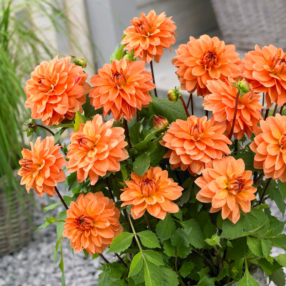 Dahlia 'Manhattan Island', 'Summerflame', 'Kiev' - 5 Dahlias en mélange - Dahlia