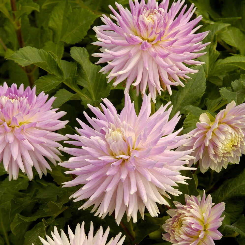 Dahlia - 5 Dahlias en mélange - Dahlia 'Manhattan Island', 'Summerflame', 'Kiev'