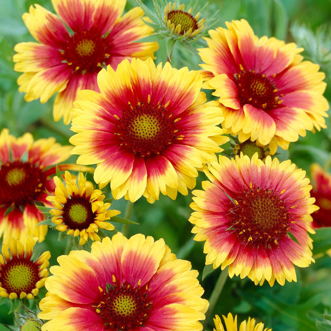 Vente Gaillarde Kobold