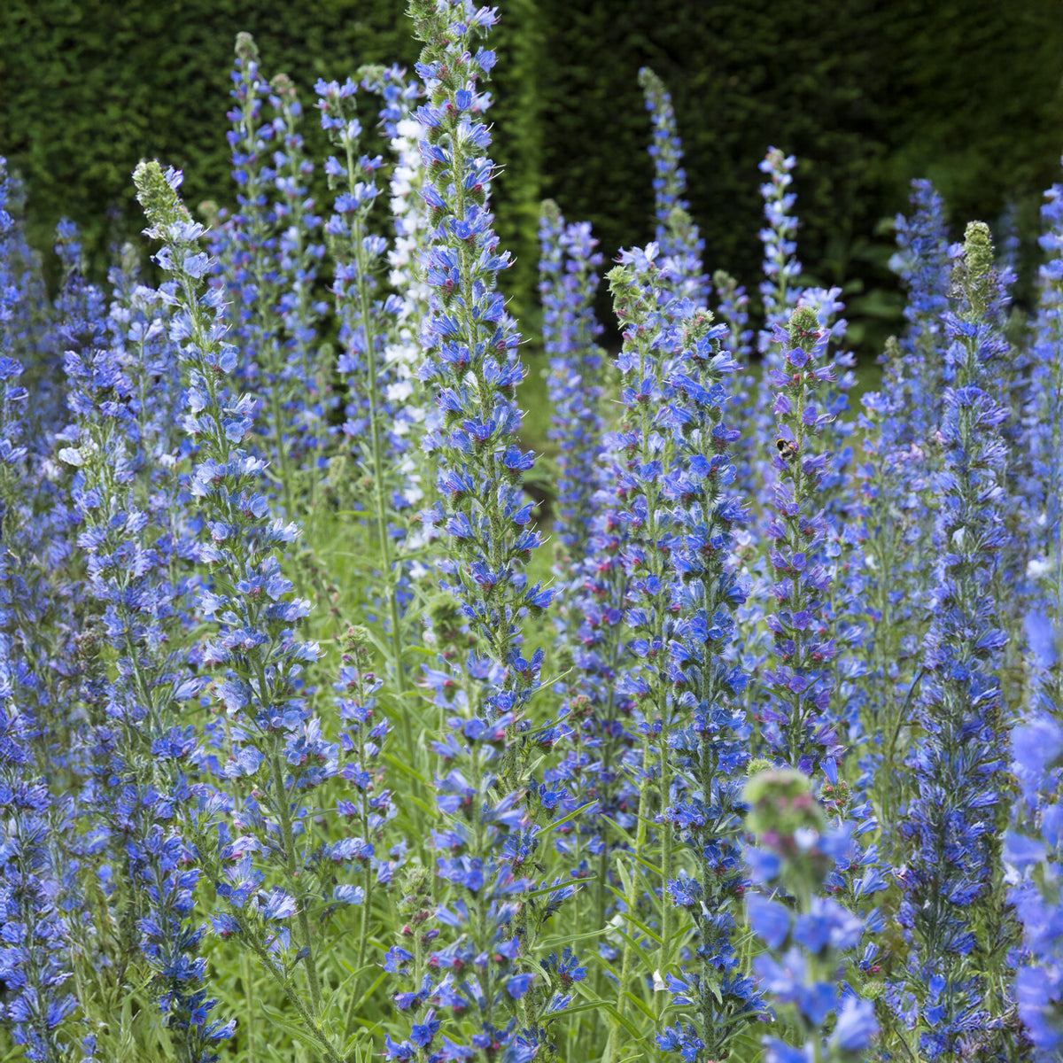 Echium vulgare - Vipérine commune - Echium vulgare - Willemse