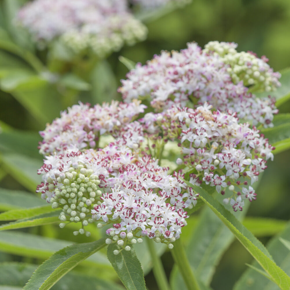 Eupatoire chanvrine - Eupatorium cannabinum - Willemse