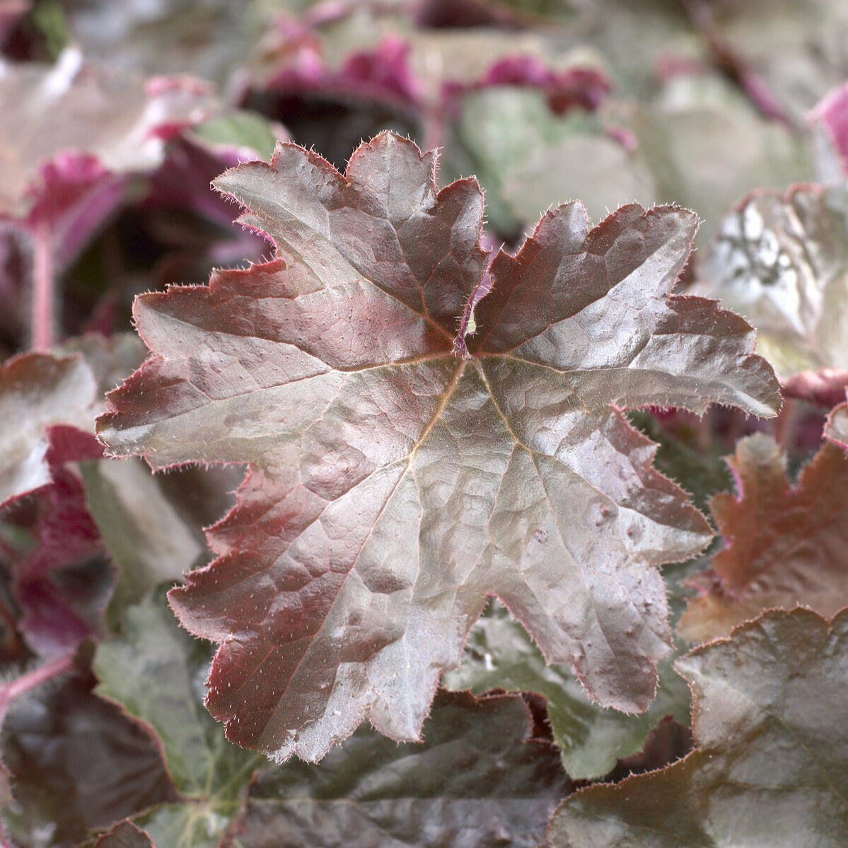 Heuchère Palace Purple - Heuchera micrantha Palace Purple - Willemse