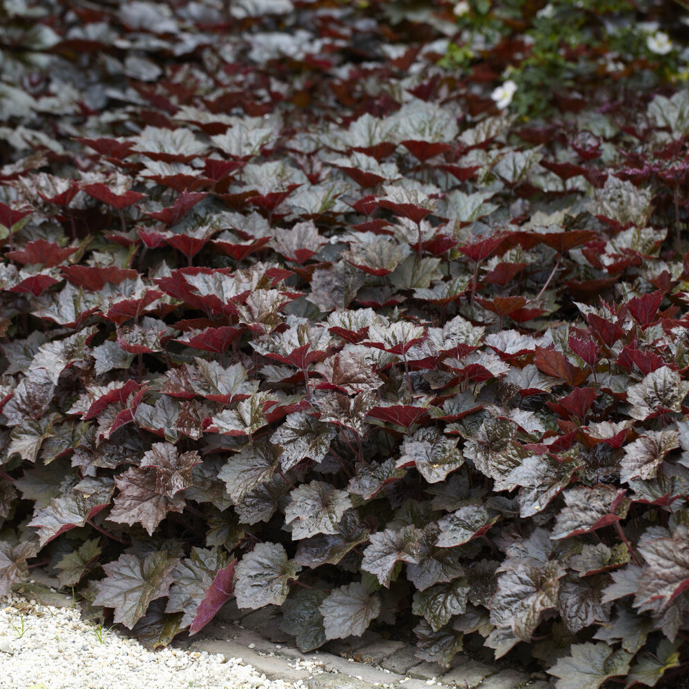 Heuchera micrantha Palace Purple - Heuchère Palace Purple - Heuchères