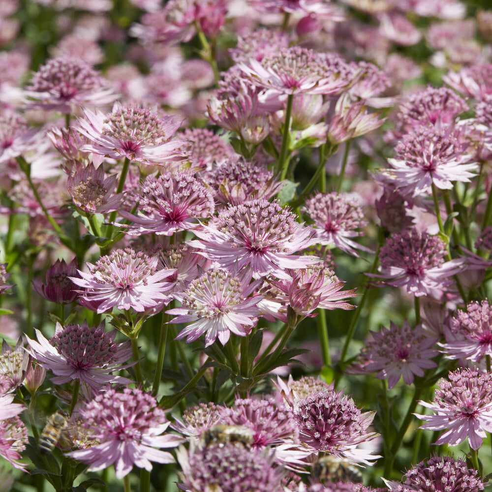 Grande astrance Roma - Willemse