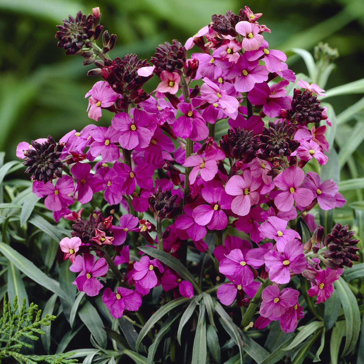 Vente Giroflée arbustive Bowles Mauve - Erysimum linifolium Bowles Mauve