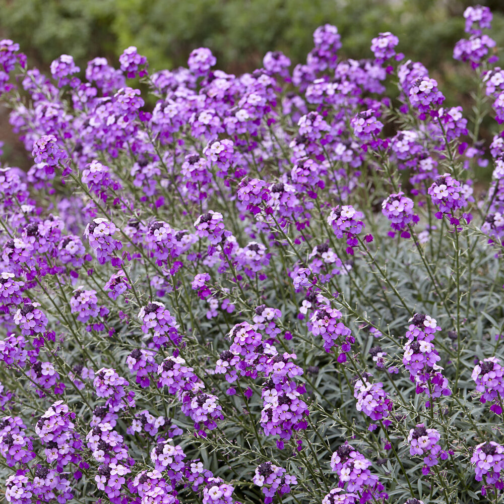 Vente Giroflée arbustive Bowles Mauve