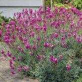 Giroflée arbustive Bowles Mauve - Willemse