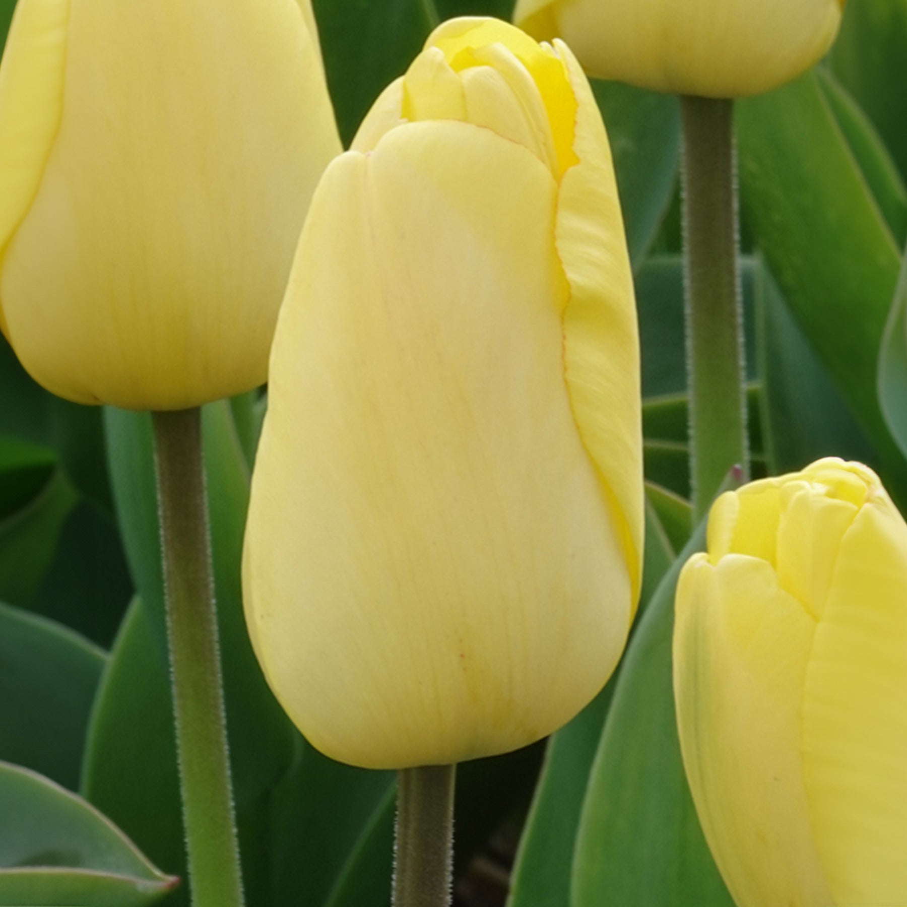 10 Tulipes Darwin Golden parade - Tulipa 'golden parade' - Willemse