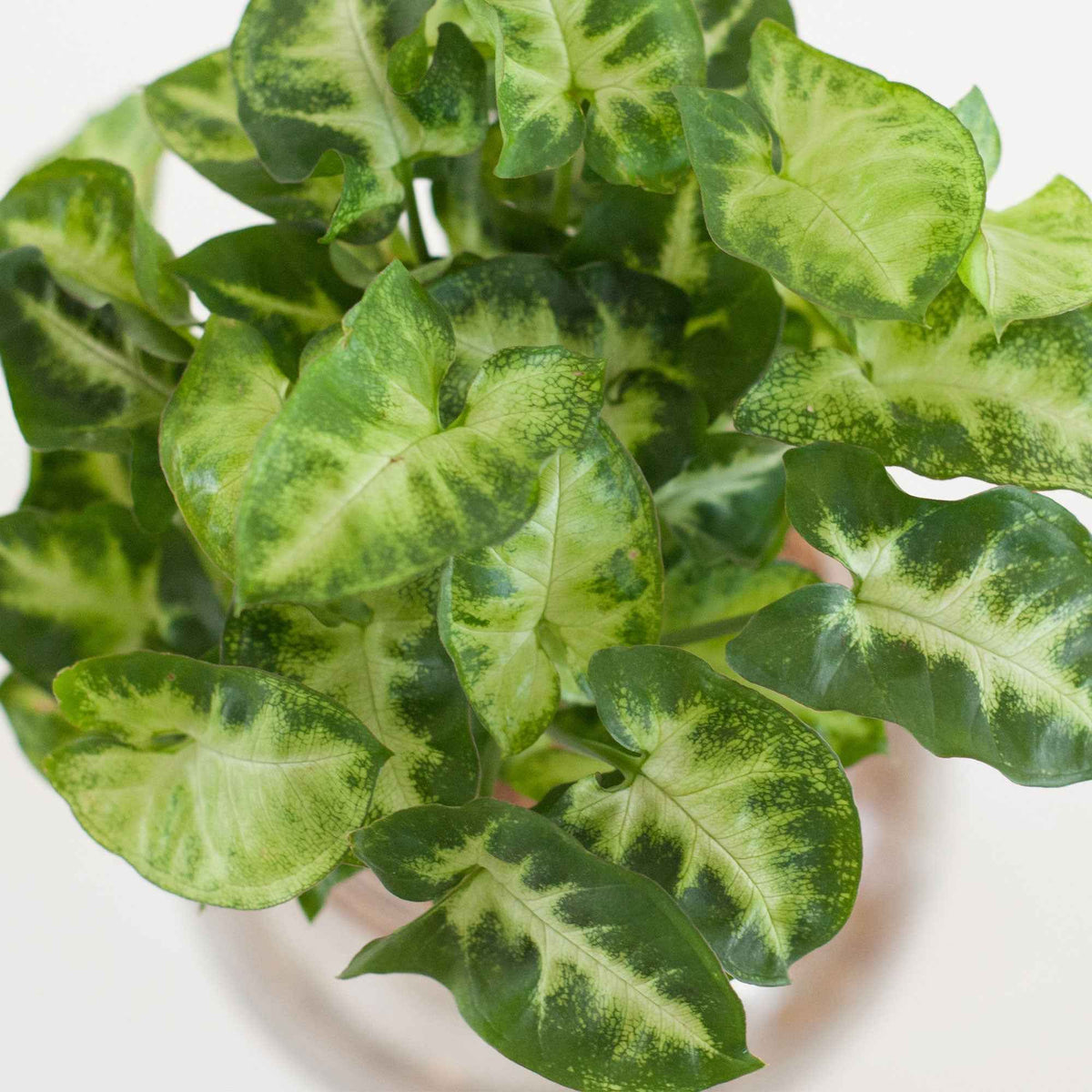 Syngonium et son ampoule vase