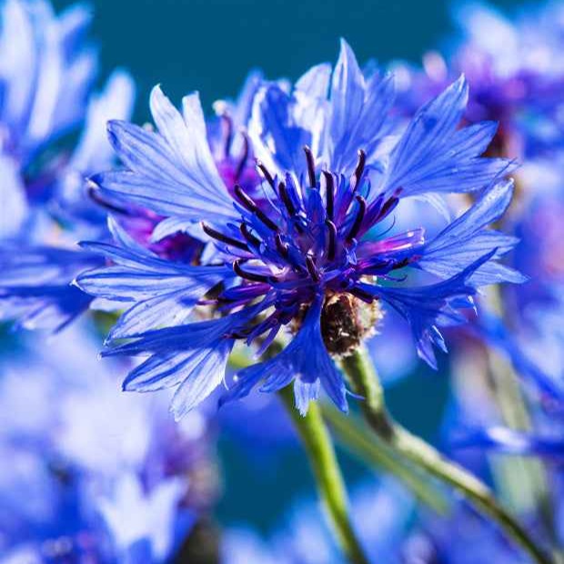 Graines de fleurs - Bleuet champêtre Blue Boy - Centaurea cyanus Blue Boy