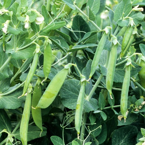 Pois rond nain Douce Provence - Pisum sativum douce provence - Willemse