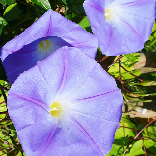 Ipomée à grandes fleurs - Ipomoea grandiflora - Willemse