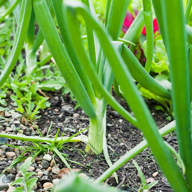 Allium cepa centurion f1 - Oignon Centurion F1 - Bulbes d'oignons