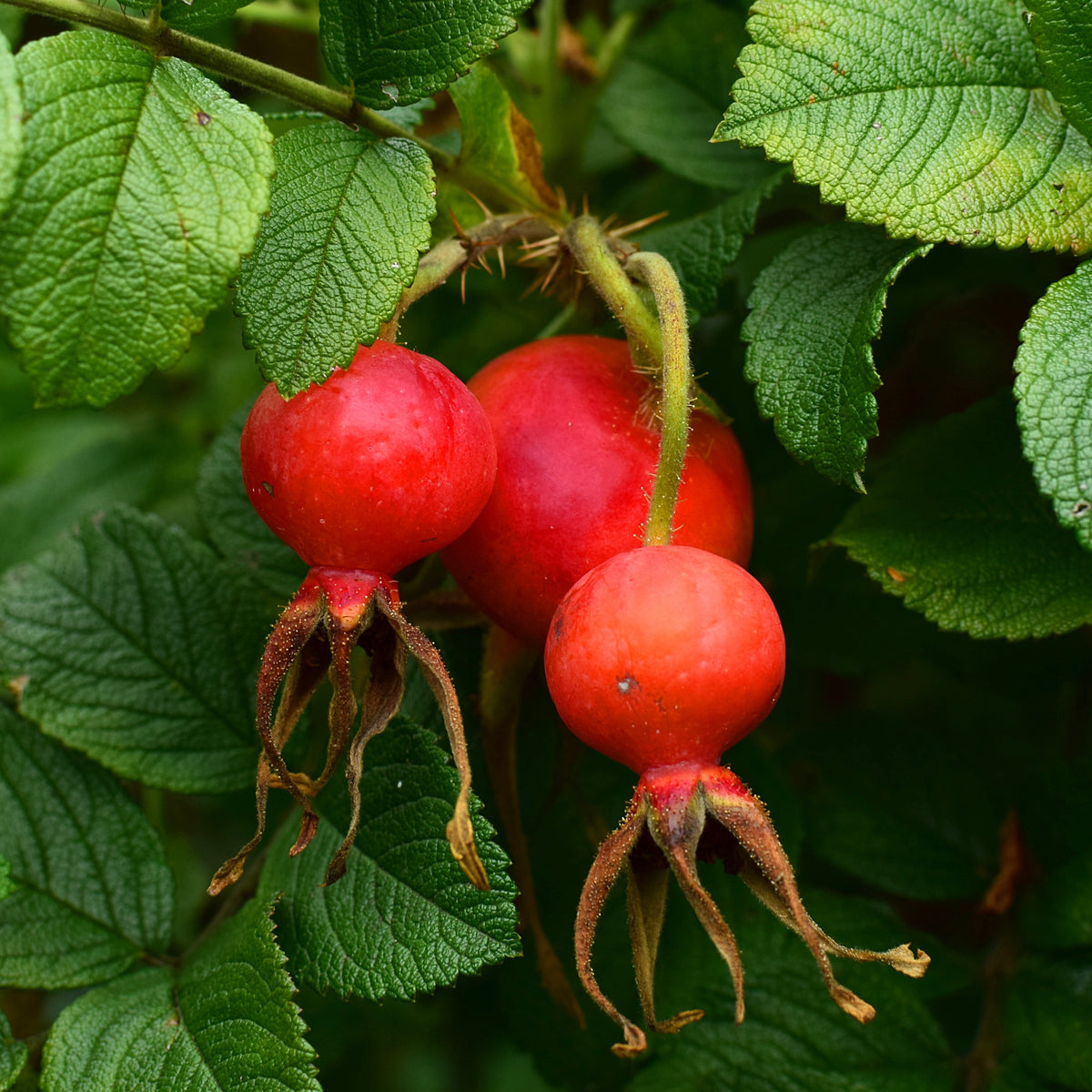 Rosier botanique Hansa - Rosa rugosa Hansa - Willemse