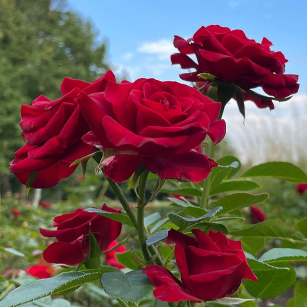 Rosier buisson Barkarole - Rosa Barkarole - Willemse