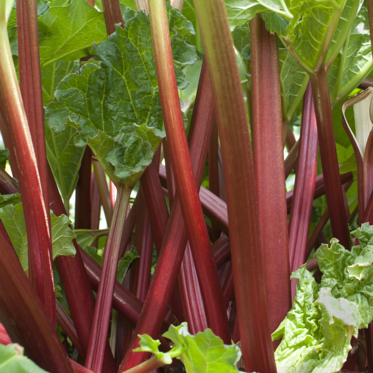 Rhubarbes - Rheum rhabarbarum - Willemse