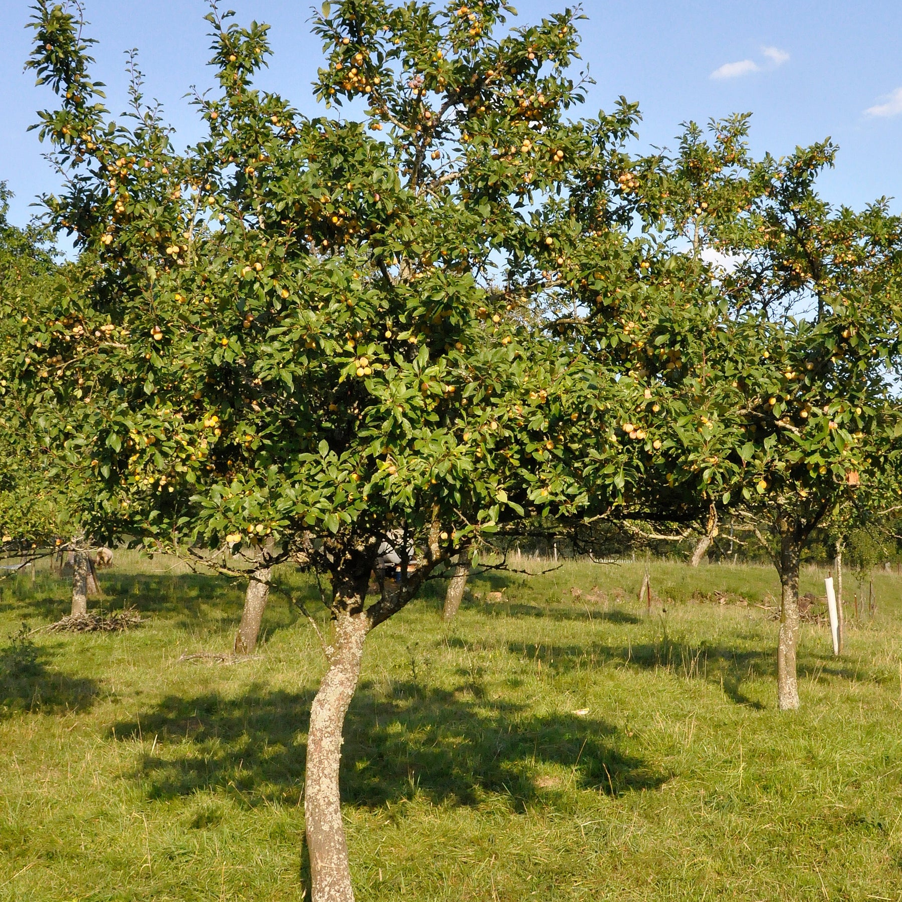 Vente Prunier Mirabelle de Nancy - Mirabellier - Prunus domestica Mirabelle de Nancy