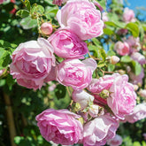 Rosier grimpant Jasmina Korcentex - Willemse