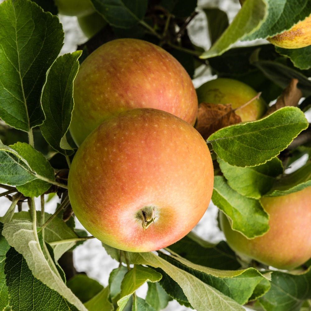 Pommier Cox Orange - Malus domestica Cox's Orange Pippin - Willemse