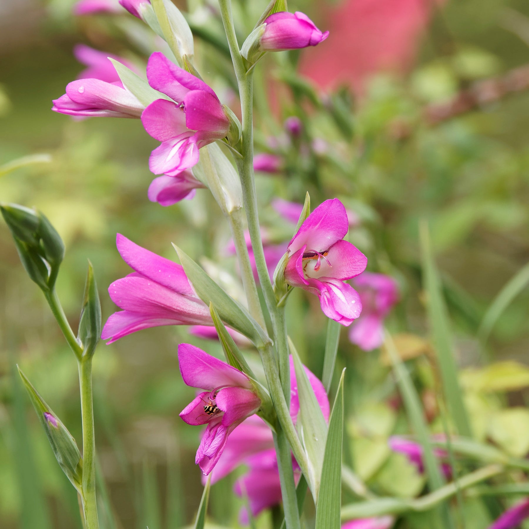 10 Glaïeuls de Byzance - Gladiolus byzantinus - Willemse