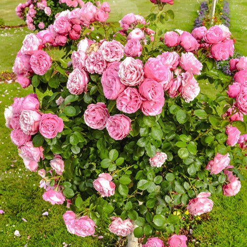 Rosiers arbustifs - Rosier anglais Her's Ausgreen ® - Rosa her's ausgreen ® (ausblush)