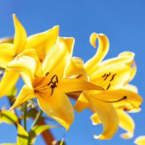 3 Lis Trompette Splendeur dorée - Lilium golden splendour - Willemse