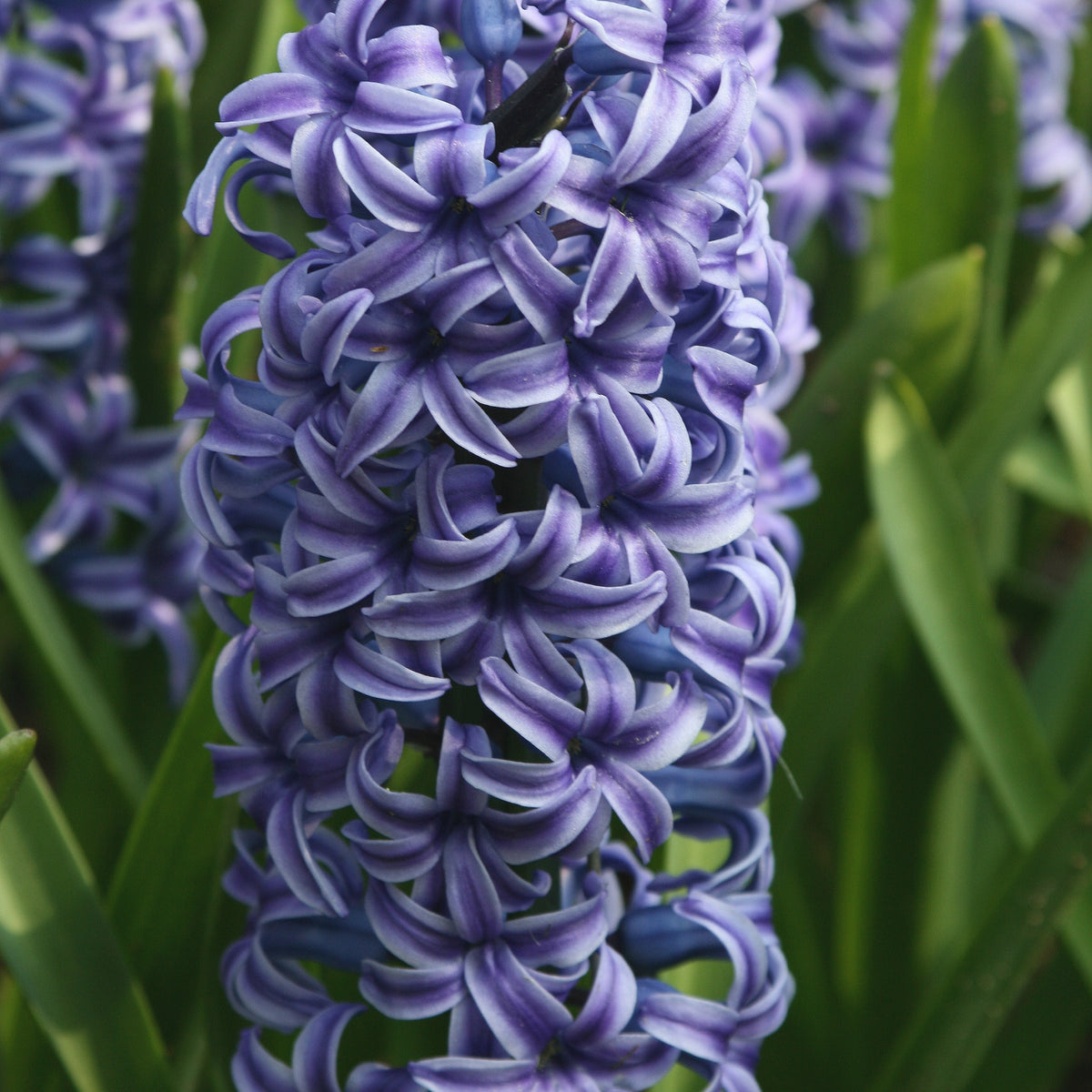 5 Jacinthes Rembrandt ® - Hyacinthus orientalis Rembrandt ® - Willemse
