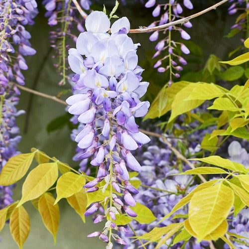 Glycine bleue sur tige - Wisteria sinensis - Willemse