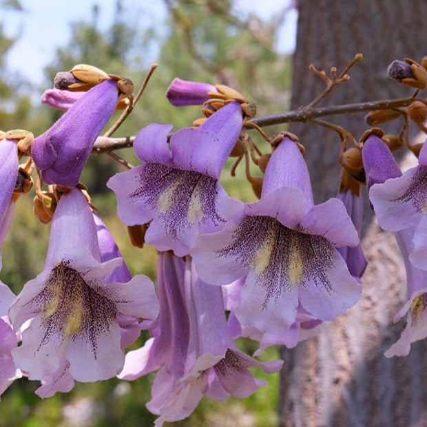 Vente L'Arbre impérial - Paulownia - Paulownia tomentosa
