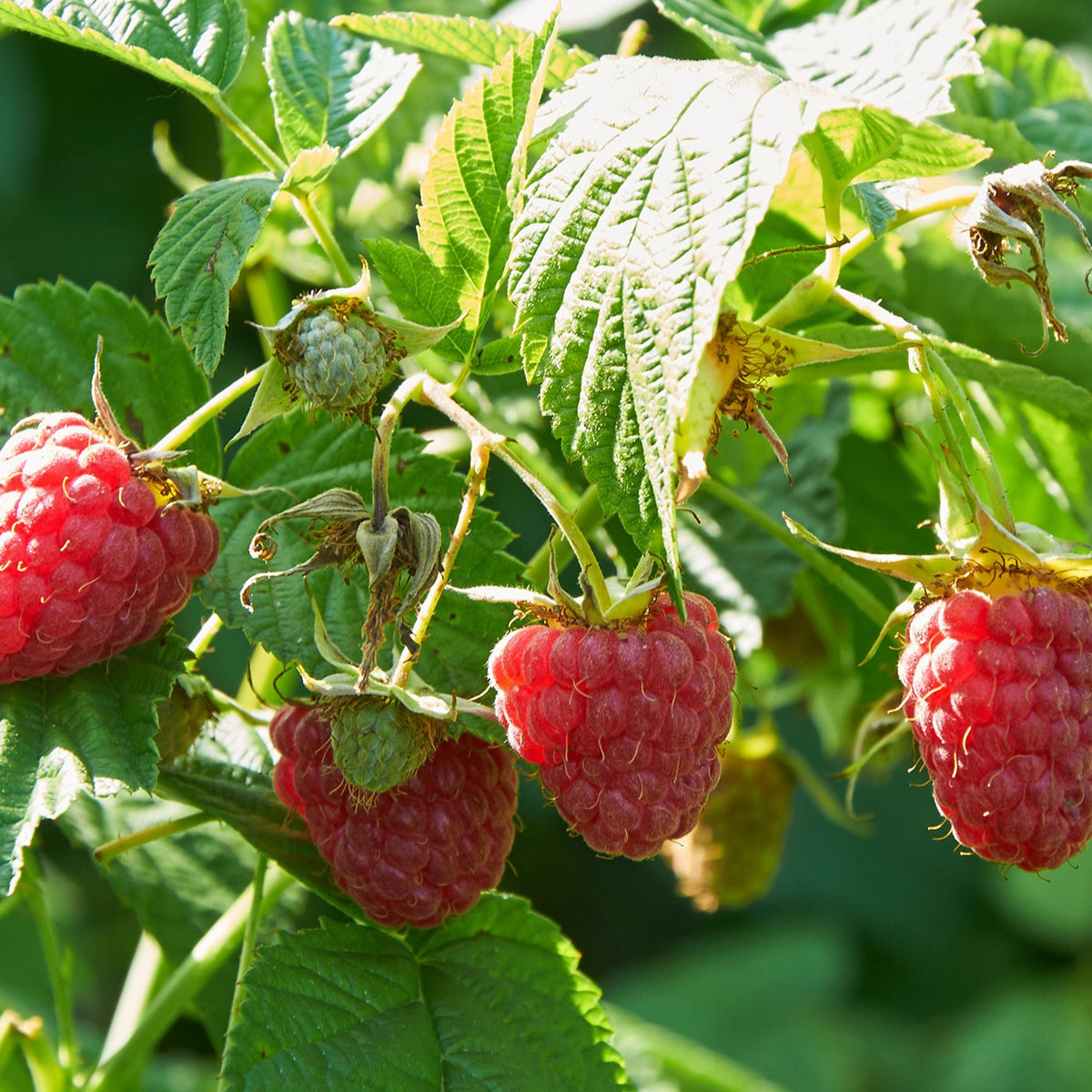 Framboisier Marastar (remontant) - Rubus idaeus marastar ® cov ma29-20 - Willemse