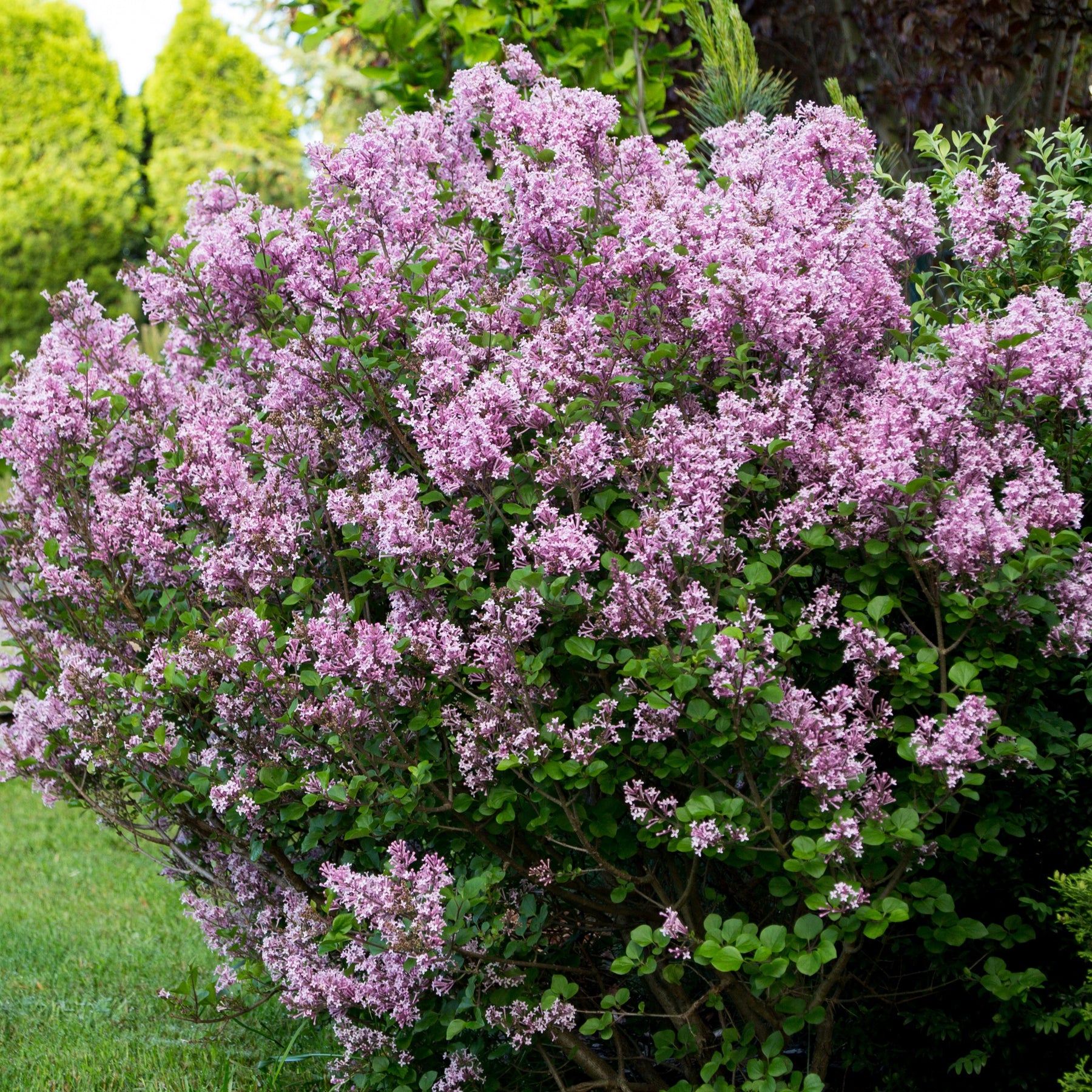 Lilas Prince Charmant - Syringa microphylla prince charming - Willemse