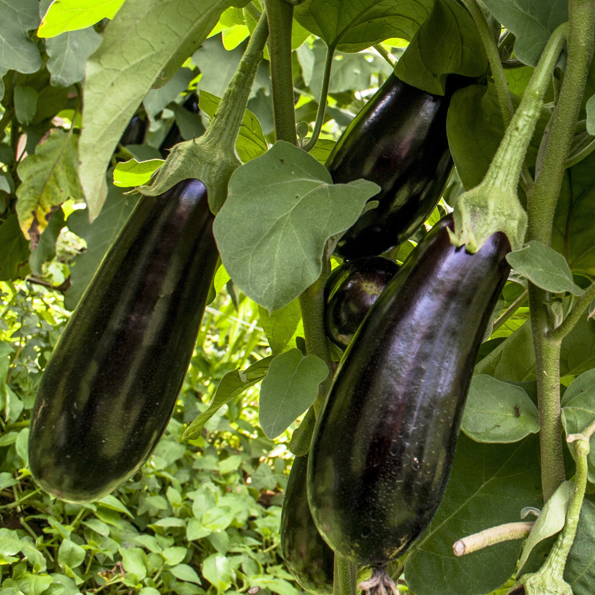 3 Plants d'Aubergine Baluroi F1 - Willemse