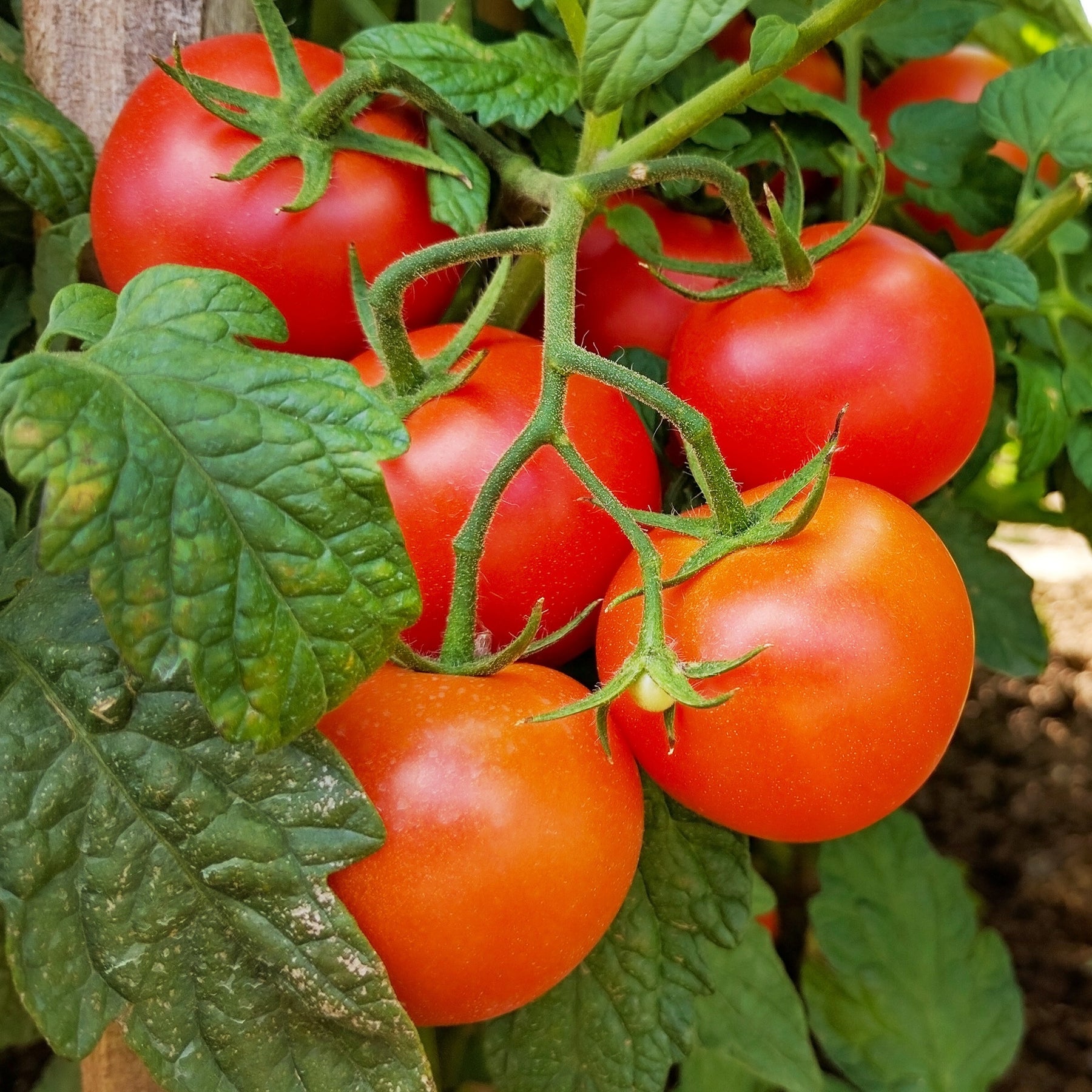 3 Plants de Tomate Grappe Premio F1 - Willemse